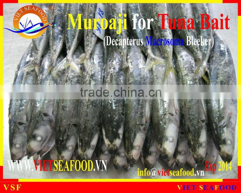 FROZEN MUROAJI FOR TUNA BAIT