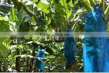 Protective Banana Bag