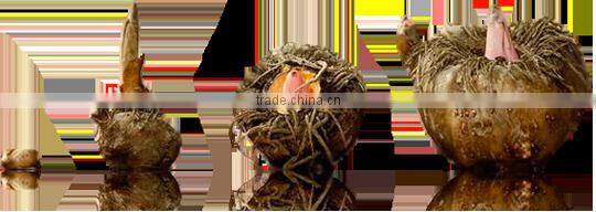 Natural Konjac Powder for Diet Drinks