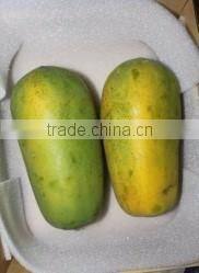 Organic Fresh Papaya From Thailand