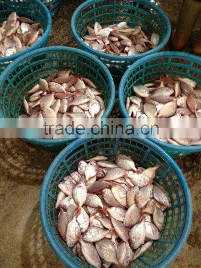 small size red snapper whole round