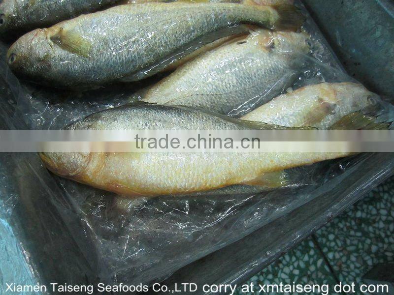 Deep frozen Croceine Big yellow croaker