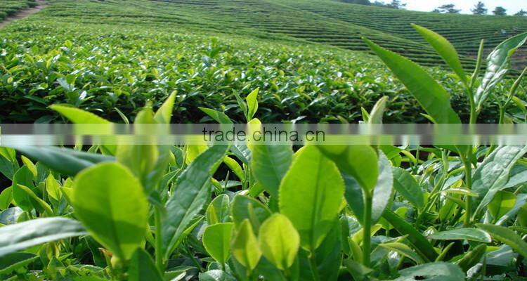 Organic Matcha Green Tea OEM