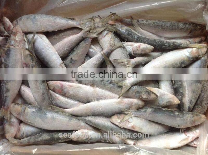 Frozen &cheap sardine fish wholesale food prices wholesale frozen seafood