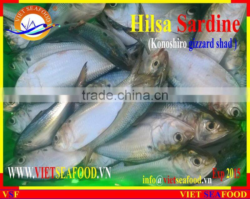FROZEN HILSA SARDINE