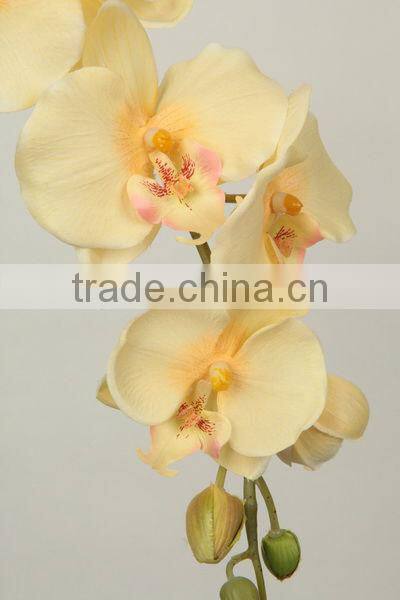 orchid butterfly cymbidium flower 27537