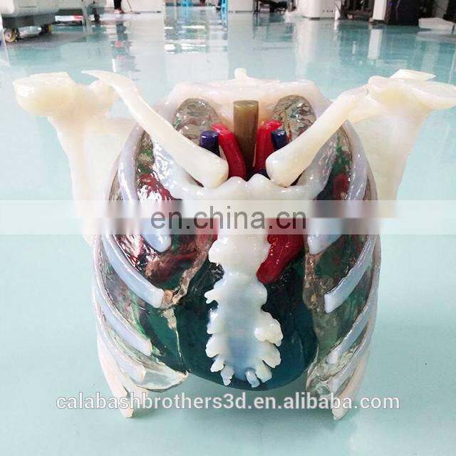 Surgical Training Manikin MJP 3D Printing Color Organ Model