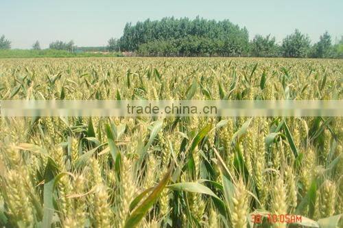 sodium polyacylate SAP inflatable sandbag