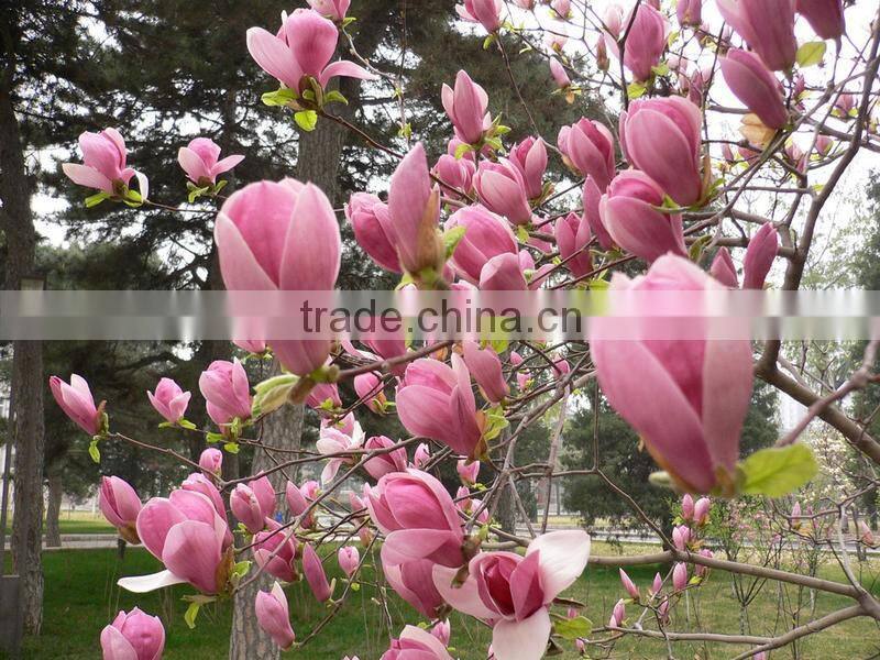 High Purity Lily Magnolia Seeds Mulan Tree Seeds For Growing