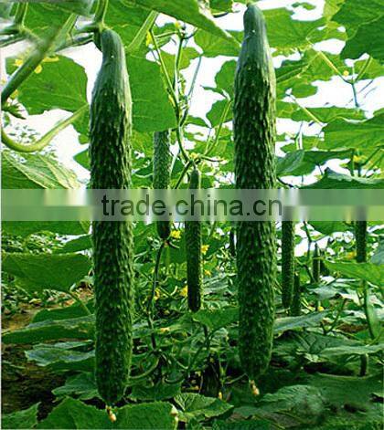 CU02 Jinyan no.4 high yield long cucumber seeds high yield vegetable seeds