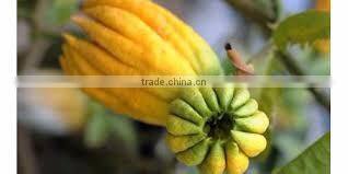 BERGAMOT ESSENTIAL OIL