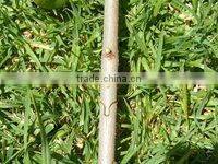 Grafting tool grafting knife garden tool