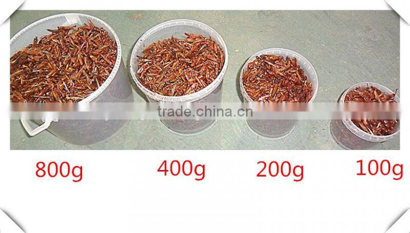Drum(400g) Packed Freeze Dried Crickets For Wild Bird ;Dried Cricket For Bird