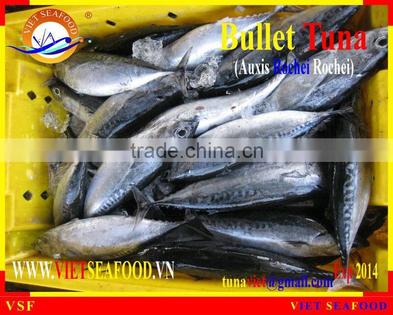 W/R FROZEN BULLET TUNA