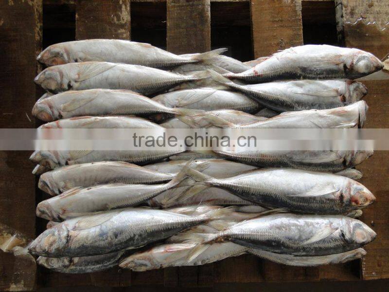 Best Price Frozen Horse Mackerel Fish