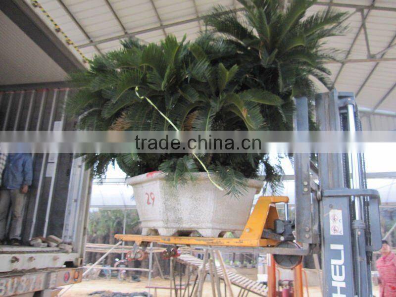 group cycas multi-trunks