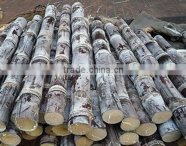 High effficiency vertical sugar cane juicer