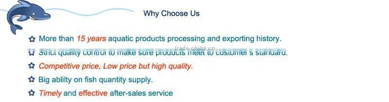 frozen Squid Tube- todarodes pacificus