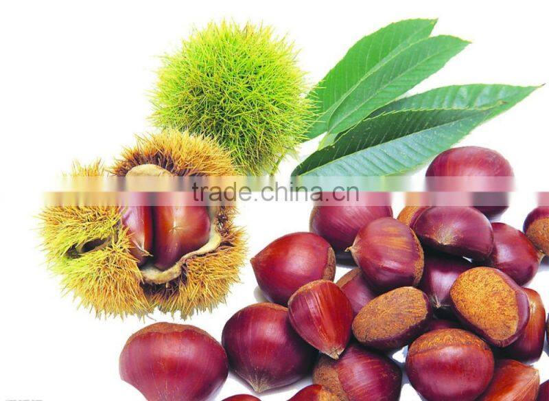 Bulk excellent Quality new fresh Dandong Chestnuts