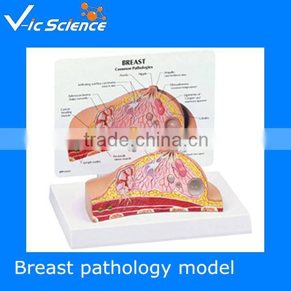 Human autonomic nervous system model