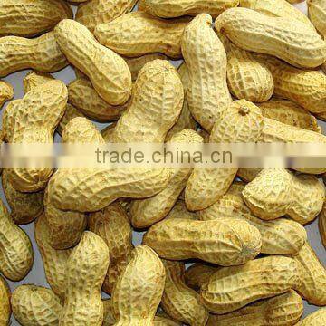 Chinese high quality Peanut in shell/without shelled