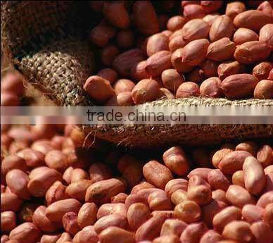New crop chinese red skin peanut kernels