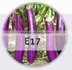 E08 Shengyuan No.2 f1 hybrid black eggplant seeds, 700 to 850grams in weight, round shape