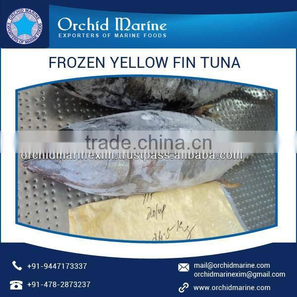 Fresh Canned and Frozen Yellow Fin Tuna Fish Exporter