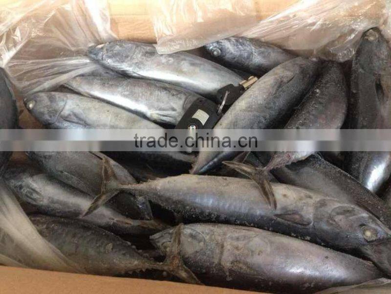 Sea Frozen Bonito Tuna