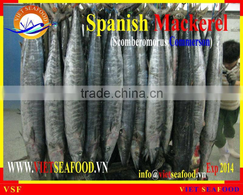 FROZEN STEAK SPANISH MACKEREL