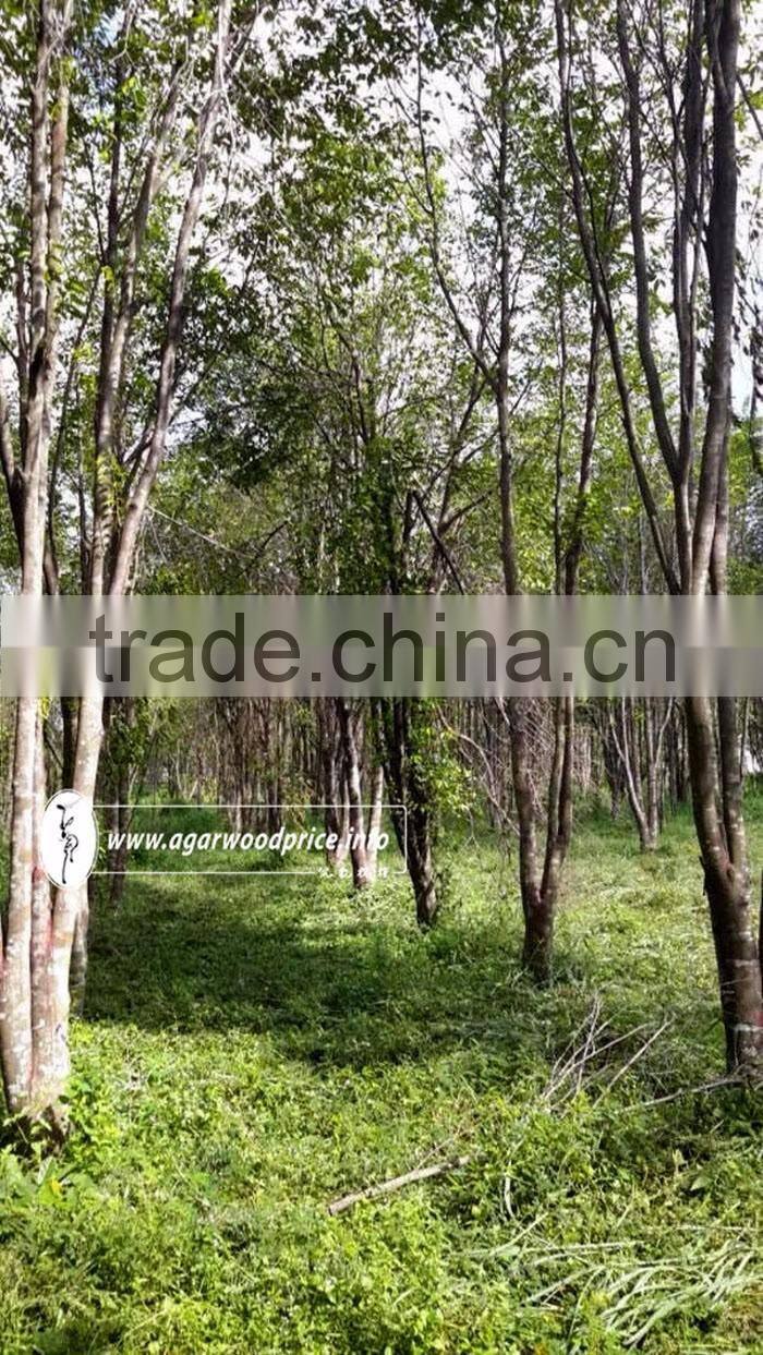 Agarwood Powder/ Oud Powder - Raw Material to Make Solid Incense Stick