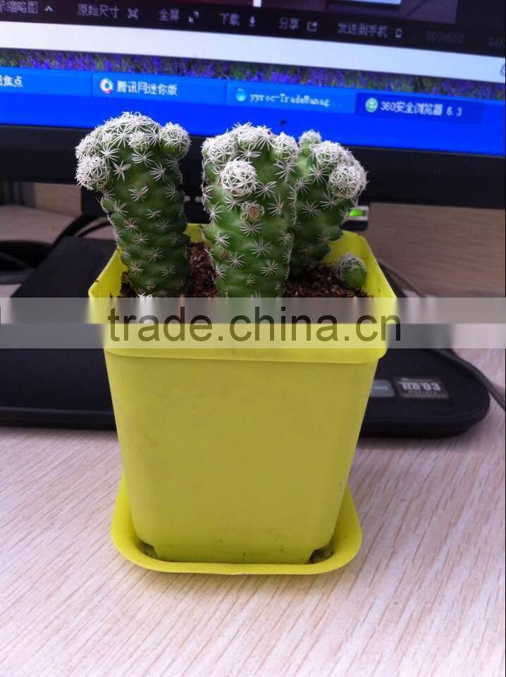 wholesale desktop plastic flower pot