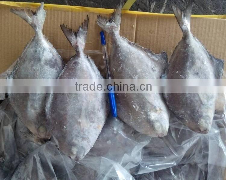New season Seafood Frozen black pomfret W/R price