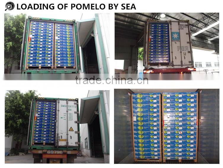 2015 fresh pomelo for sale