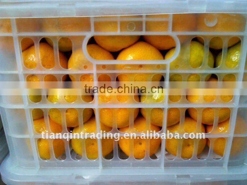 chinese mandarin orange