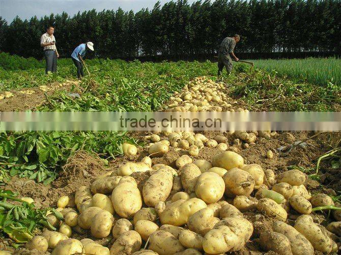 Fresh potato/holalnd potato/potato supplier