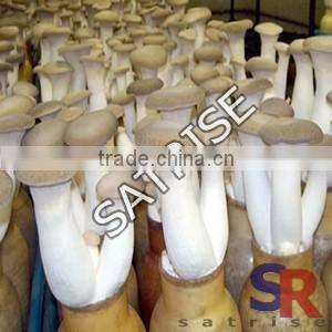 Mushroom Cultivation Plastic inoculating stick Low Price