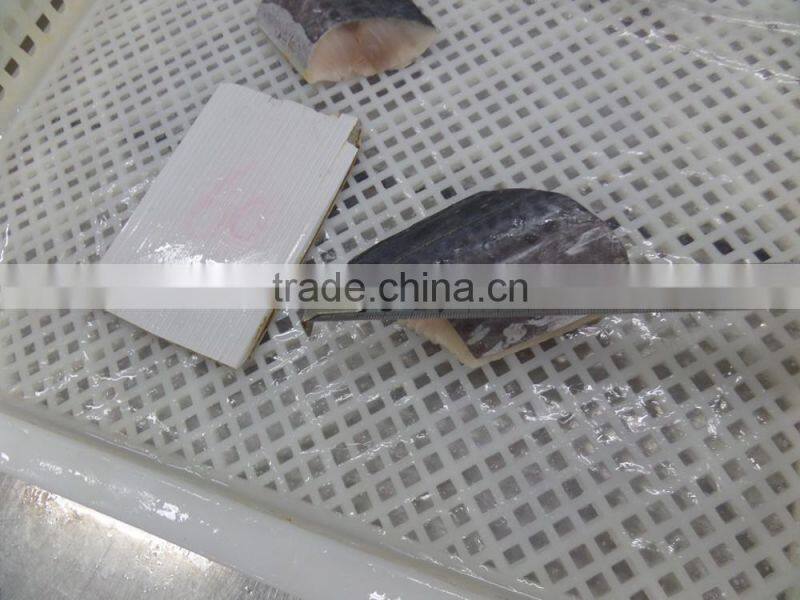 frozen spanish mackerel steaks