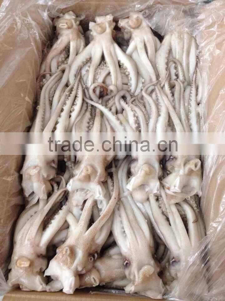 Seafood Illex Squid Frozen Squid Tentacle