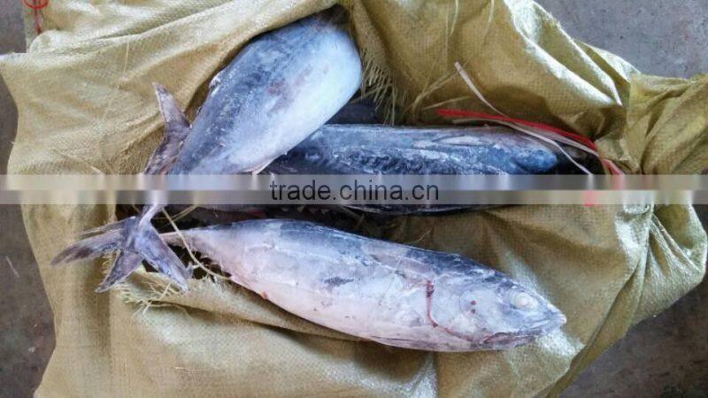 Frozen bonito tuna fish whole round