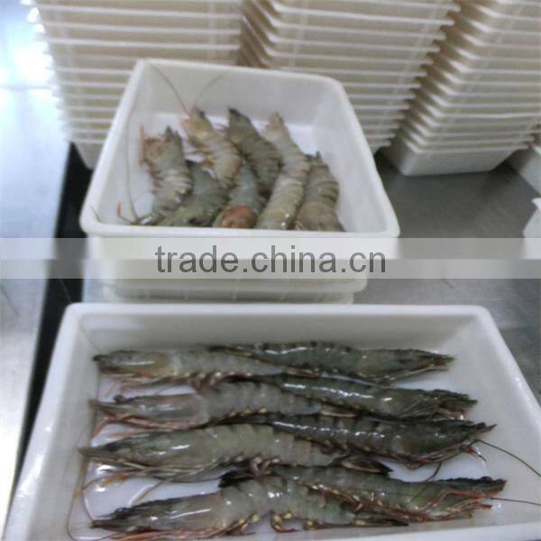 best frozen freshwater shrimps