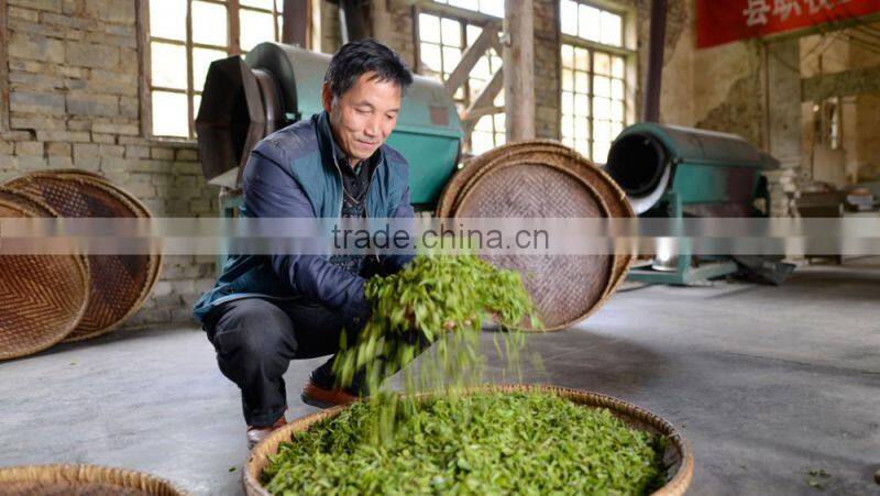 Long Leaf Factory Chinese Organic Green Tea Wholesale