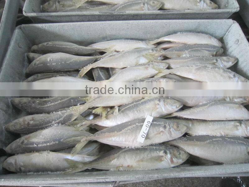 horse mackerel Atlantic