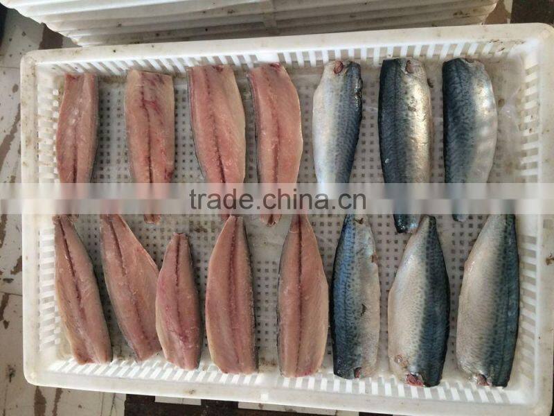 frozen scomber japonicus mackerel fillet