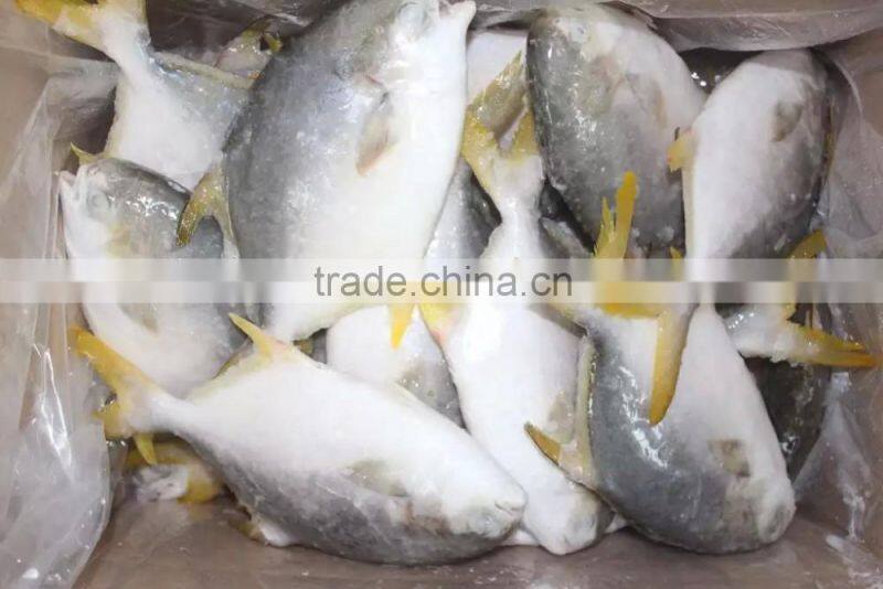 frozen bulk golden pomfret fish