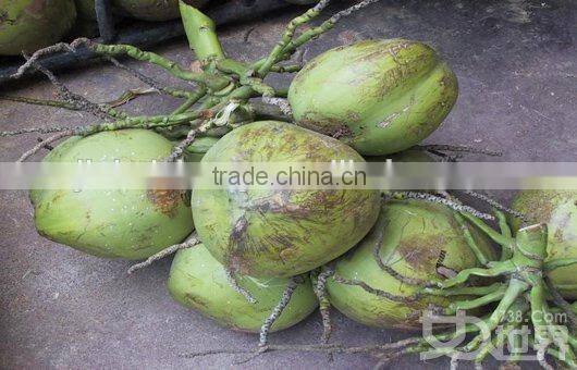 coconut shell powder grinding machine /ccoconut shell powder grinding machine price