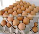 BROWN CHICKEN EGGS
