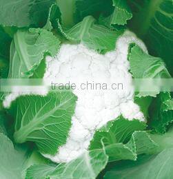 Plateau Over Summering Used High Yield Hybrid White Cauliflower Seed