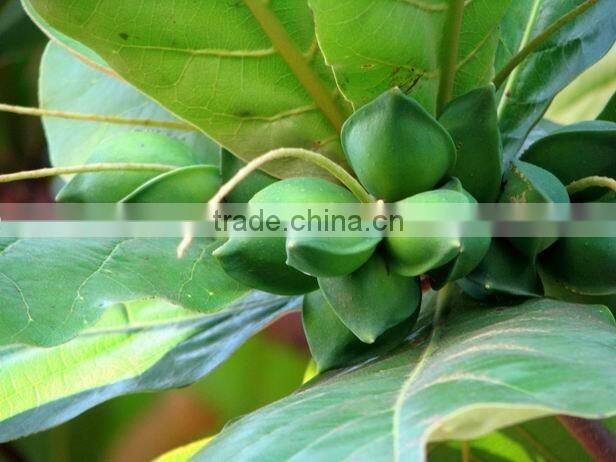 Terminalia catappa L.