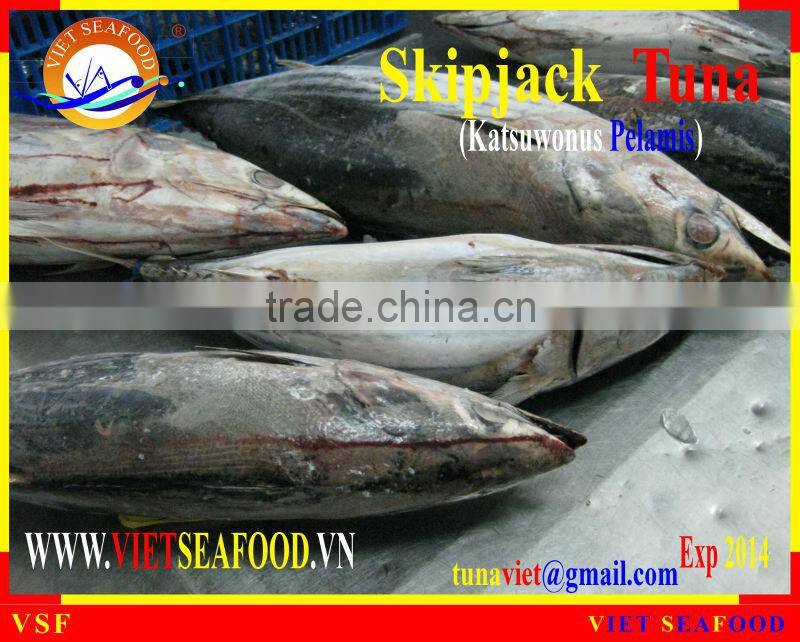 FROZEN WHOLE ROUND SKIPJACK TUNA